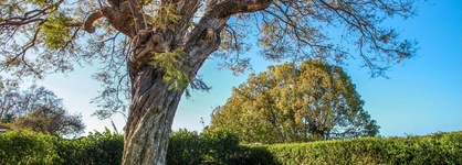 Quinta Das Malvas