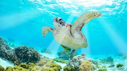 Isole Galapagos