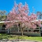 Golden Heritage Apartments Beechworth - map