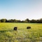 Yala Safari Camping - map