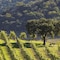 Cordevalle - map