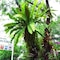 Rainforest Resort Phitsanulok - map