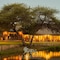 Elandela Private Game Reserve & Luxury Lodge - map