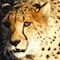 Samara Private Game Reserve - map