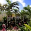 Negril Palms