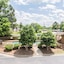 Quality Inn & Suites Rockingham