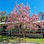 Golden Heritage Apartments Beechworth
