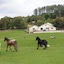 Muckross Riding Stables