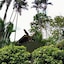Sepilok Jungle Resort