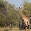 Tshukudu Game Lodge