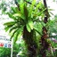 Rainforest Resort Phitsanulok