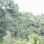 Natural Pacific Suites
