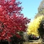 Abelia Cottage Of Daylesford Botanical