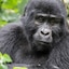 Gorilla Safari Lodge