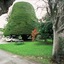 Bucket Tree Lodge