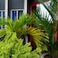 Holland Lodge Paramaribo