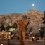 Little Petra Bedouin Camp