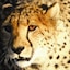 Samara Private Game Reserve