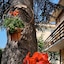 B&B Il Cedro