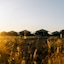 Mitchell Grass Retreat