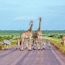 Kruger Park
