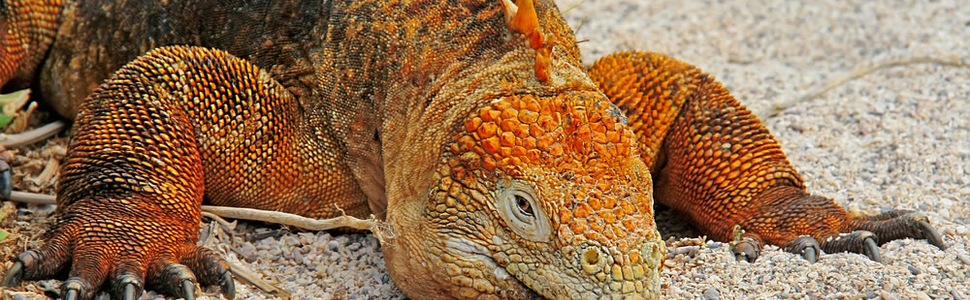 Itinerario della crociera Isole Galapagos - Celebrity Cruises