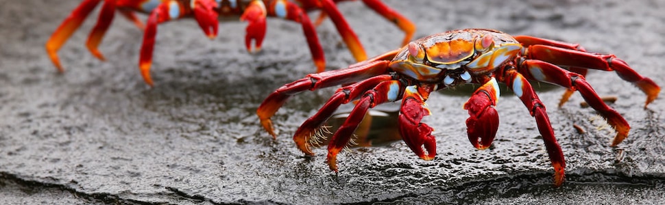 Itinerario della crociera Isole Galapagos - Celebrity Cruises