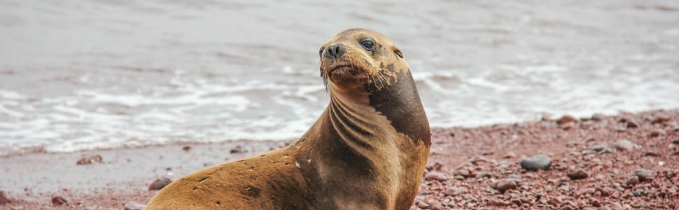 Itinerario della crociera Isole Galapagos - Celebrity Cruises