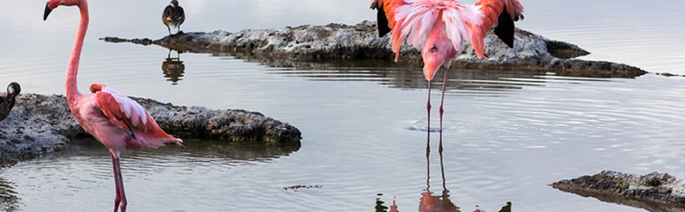 Itinerario della crociera Isole Galapagos - Celebrity Cruises