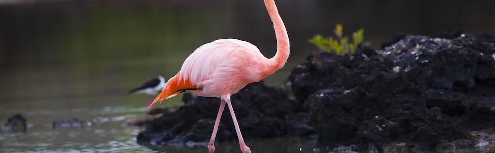 Itinerario della crociera Isole Galapagos - Celebrity Cruises
