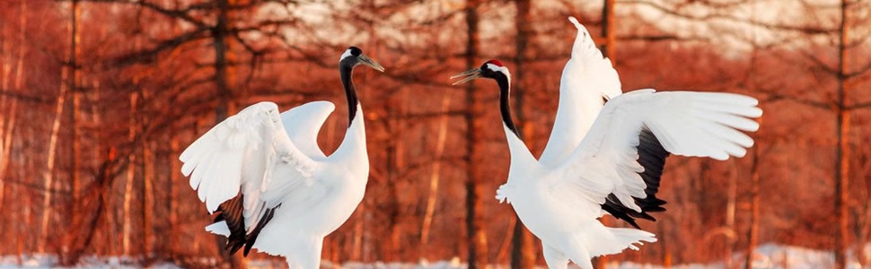Itinerario della crociera Giro del Mondo - Princess Cruises