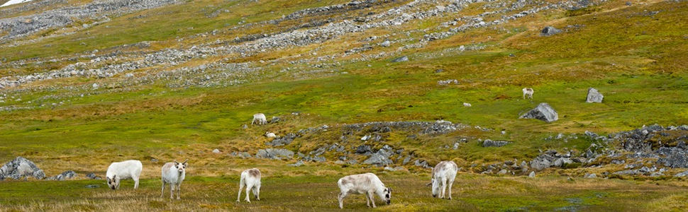 Itinerario della crociera Russia, Norvegia - Ponant