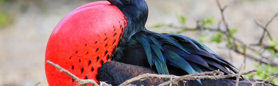 Itinerario della crociera Isole Galapagos - Silversea