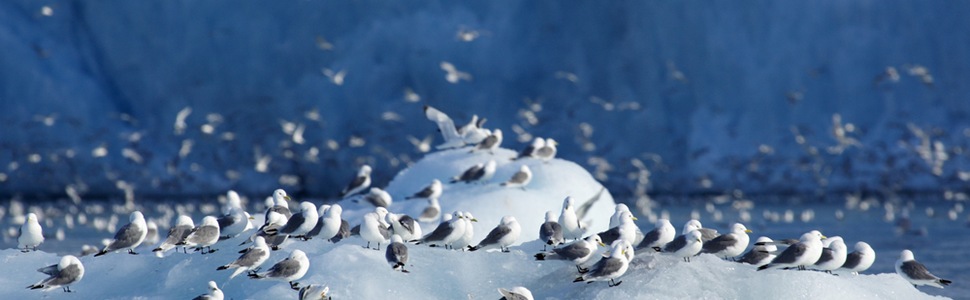 Itinerario della crociera LE BOREAL desde Longyearbyen, Spitsbergen - Ponant