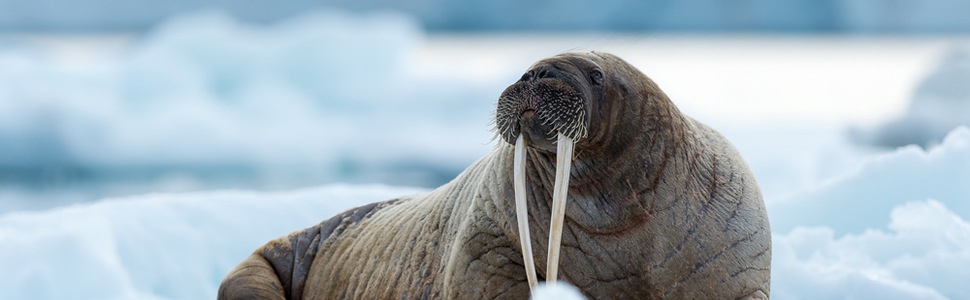 Itinerario della crociera LE BOREAL desde Longyearbyen, Spitsbergen - Ponant