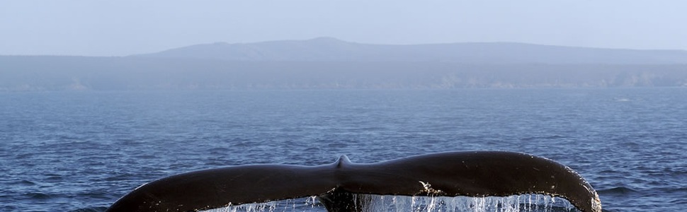 Itinerario della crociera Canada - Ponant