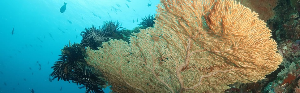 Itinerario della crociera LE SOLEAL desde Darwin - Ponant