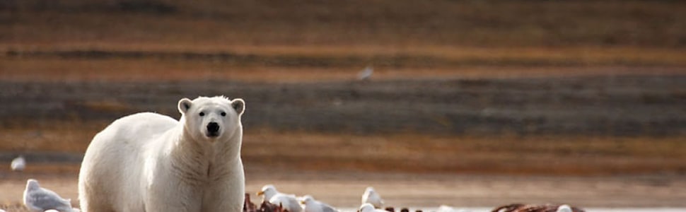 Itinerario della crociera Da Kangerlussuaq a Nome (Alaska) - Ponant