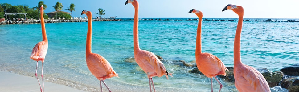 Itinerario della crociera Curaçao, Aruba, Bonaire, Sint Eustatius e Saba - Celebrity Cruises